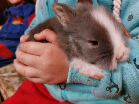 Kleine Hasen am Ierzerhof Kuscheltiere