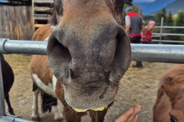  Ponys füttern