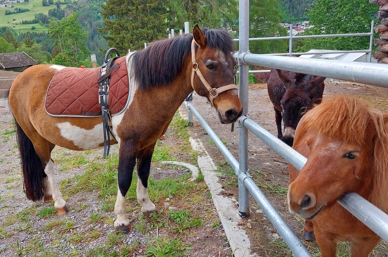  ponyreiten-ierzerhof-kinder
