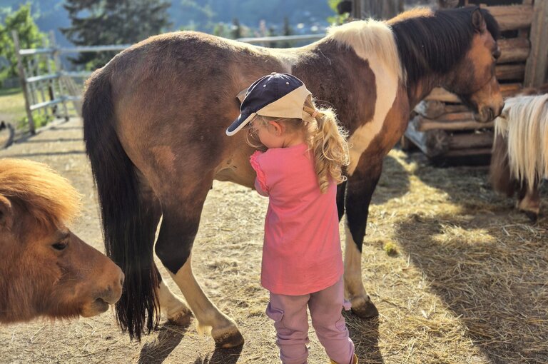 Ponys striegeln Ponys striegeln