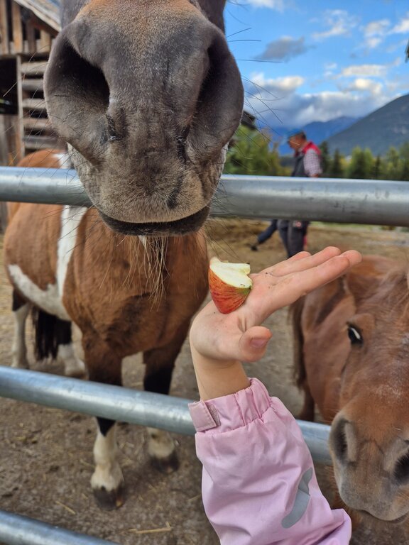 Belohnung für die Ponys Pony versorgen