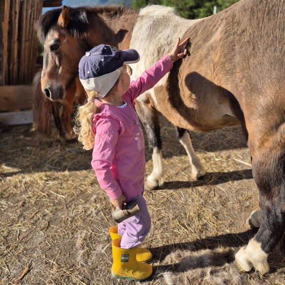 Ponys zum Liebhaben am Ierzerhof Ponys striegeln