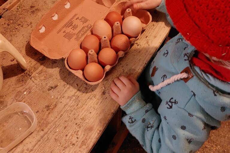  Eier aus dem Hühnernest