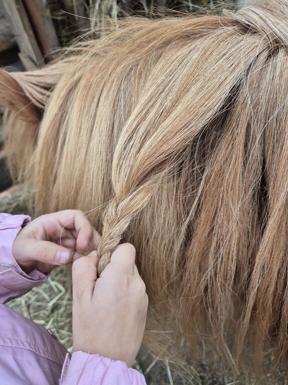 Kinder lieben Tiere am Bauernhof Ponys pflegen