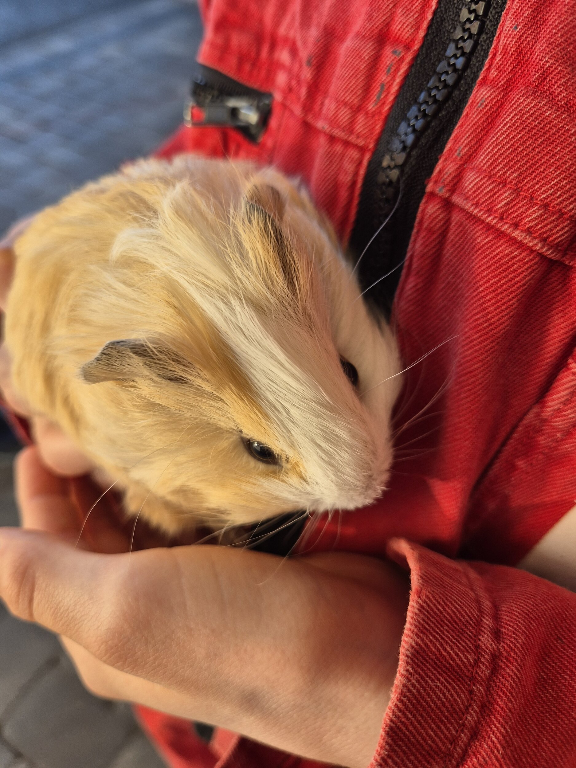 Meerschweinchen Neue Kuscheltiere am Ierzerhof