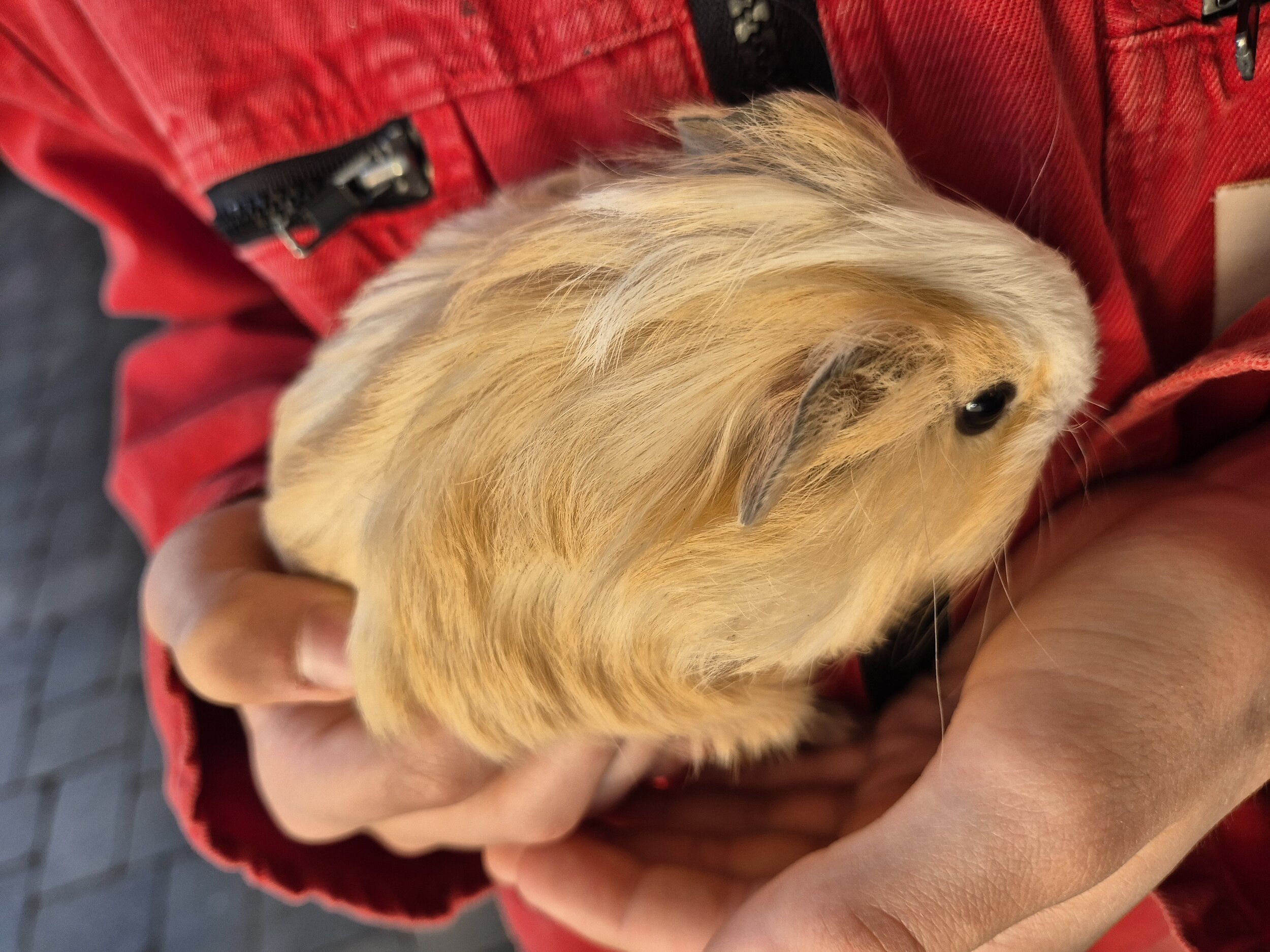 Neue Kuscheltiere am Ierzerhof
