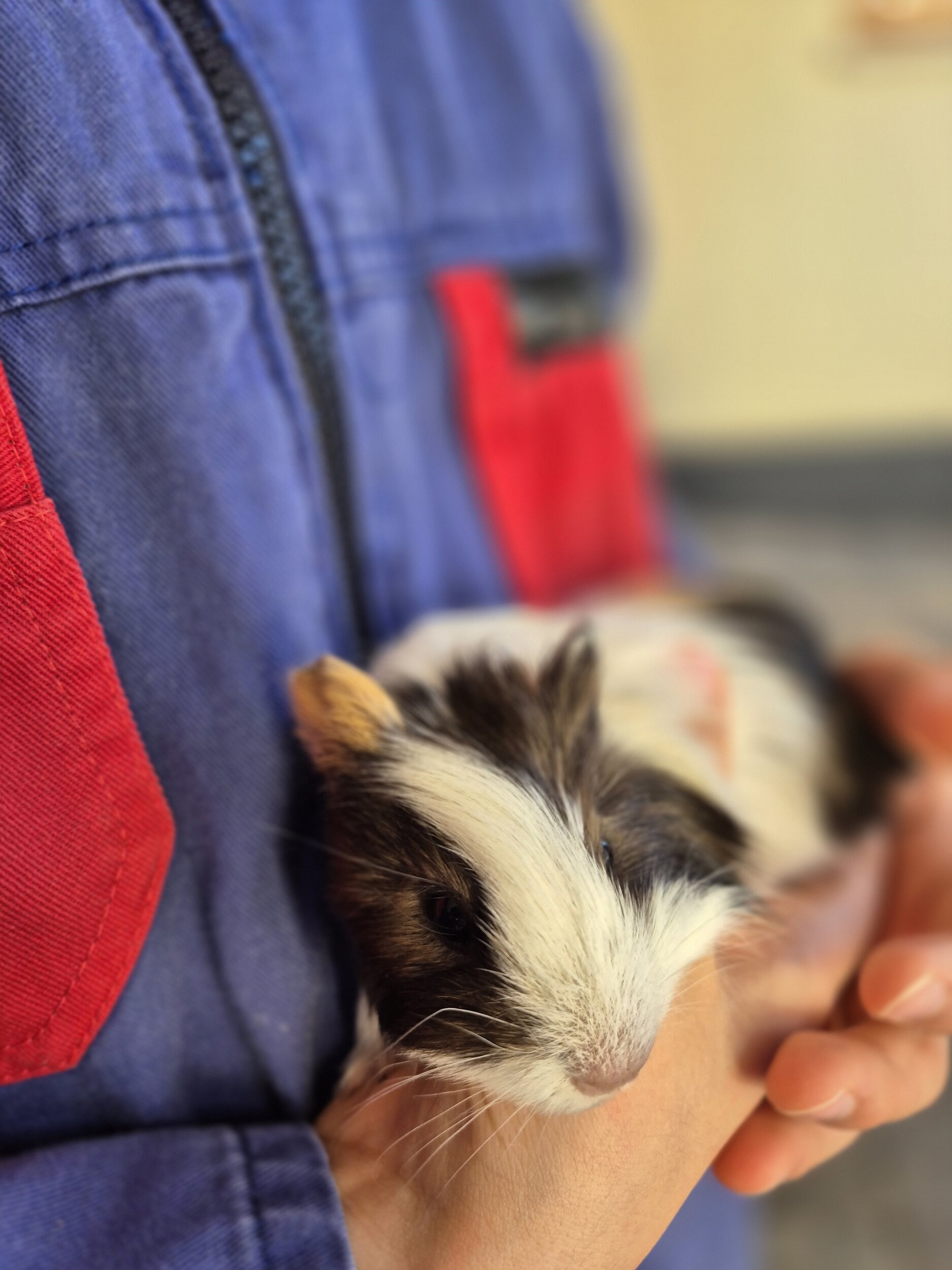 Kuschelige Meerschweinchen Neue Kuscheltiere am Ierzerhof
