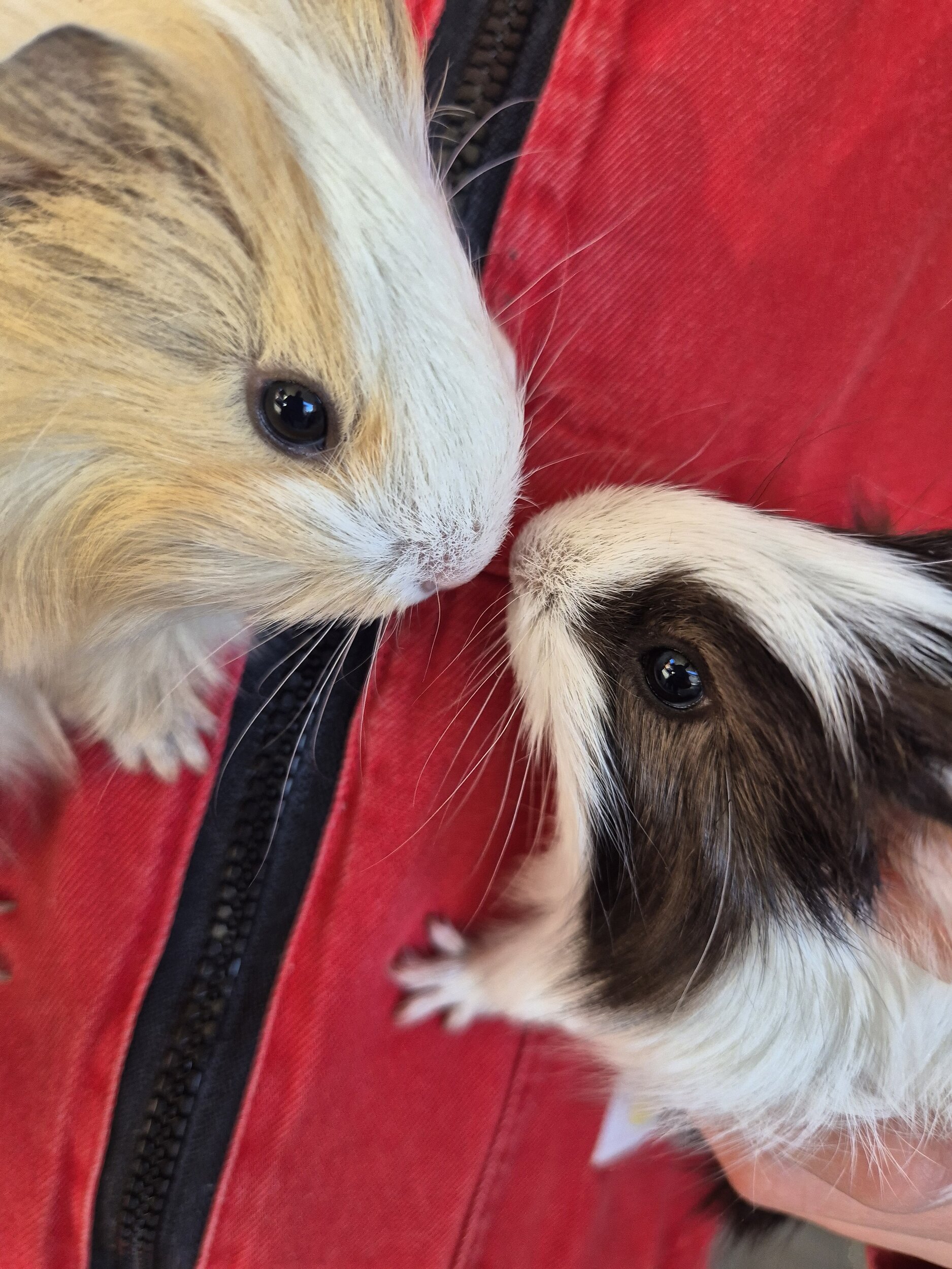 Süsse Meerschweinchen Neue Kuscheltiere am Ierzerhof