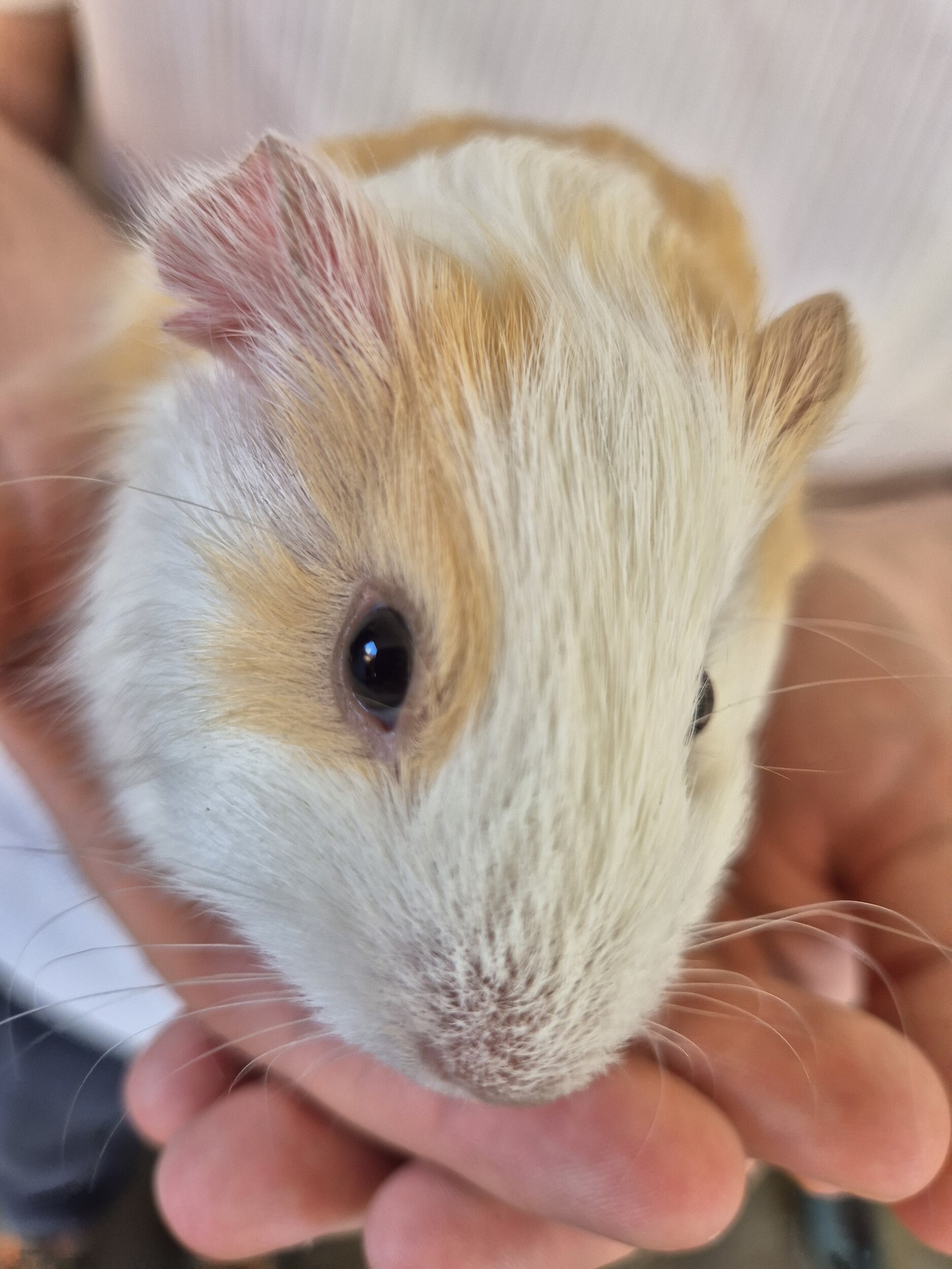 Meerschweinchen Neue Kuscheltiere am Ierzerhof