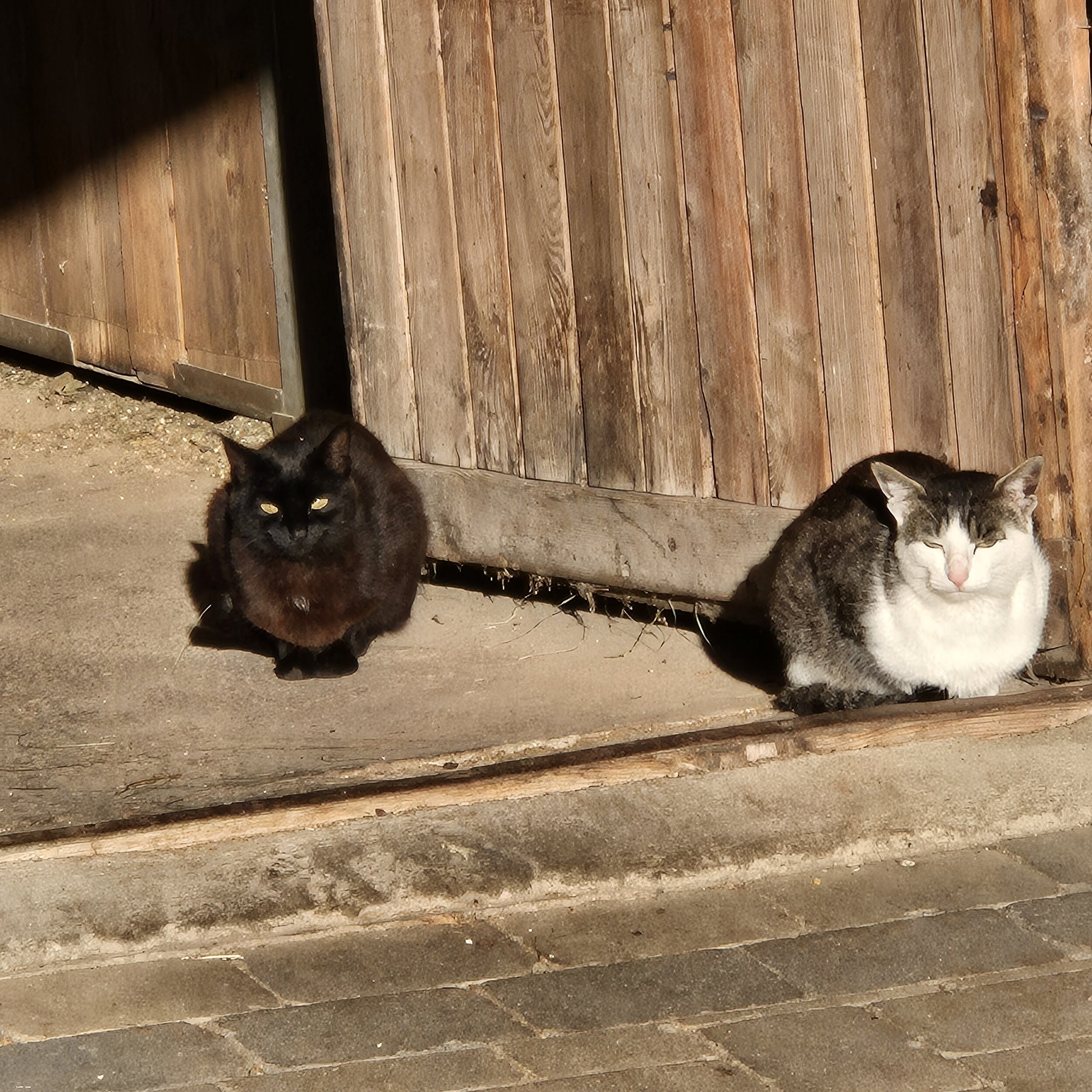 Katzen am Ierzerhof Wer ist dein Lieblingstier am Ierzerhof?