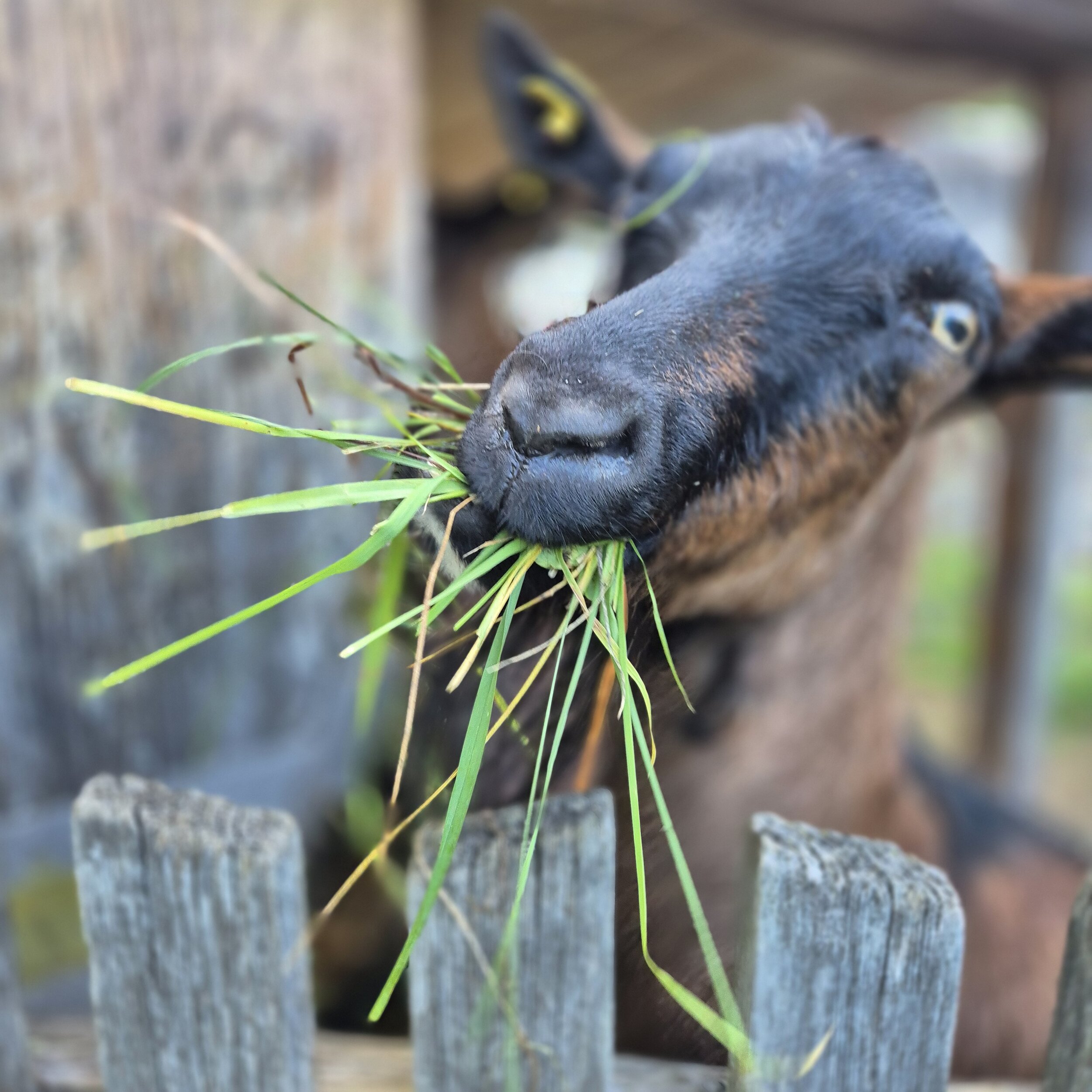 Wer ist dein Lieblingstier am Ierzerhof?