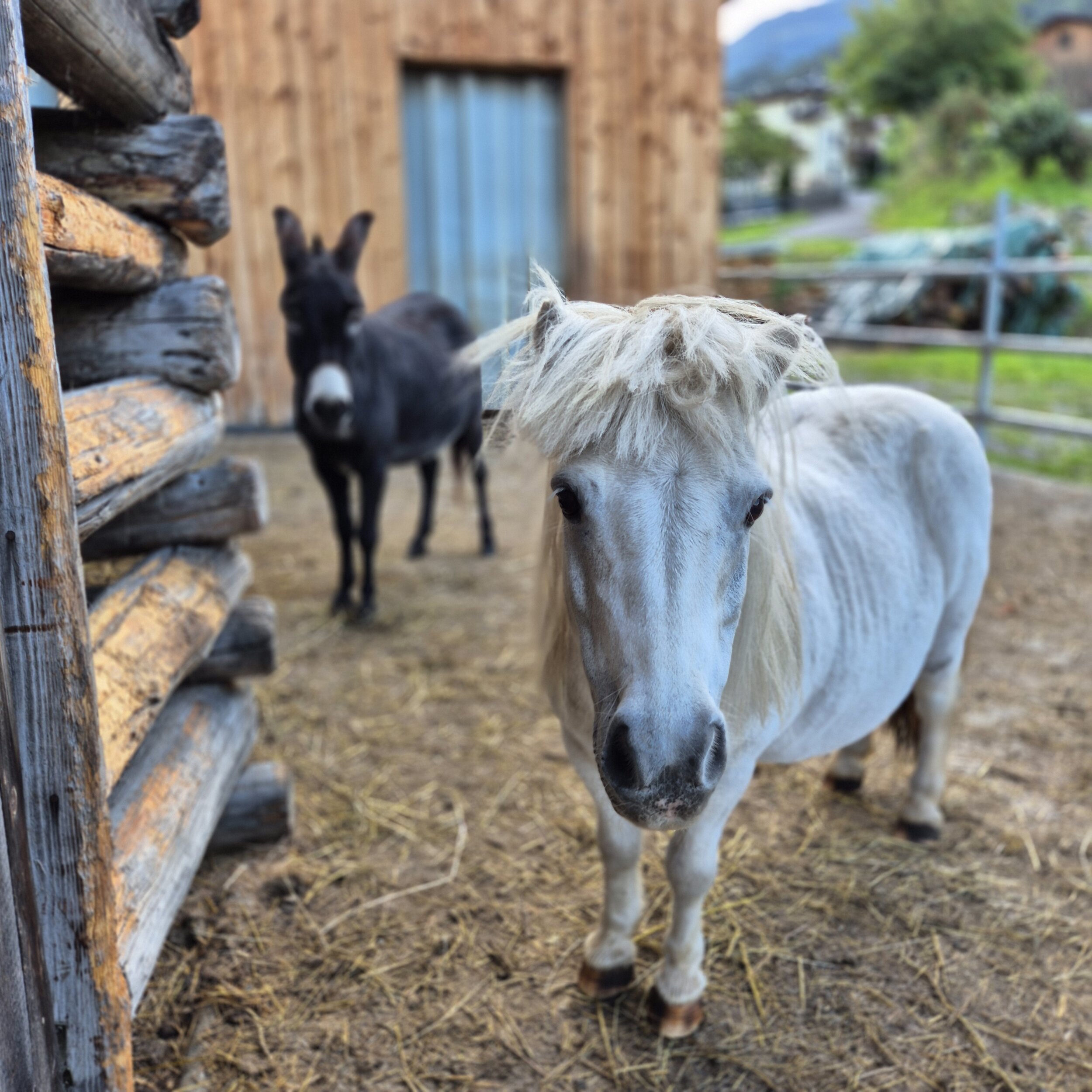 Wer ist dein Lieblingstier am Ierzerhof?