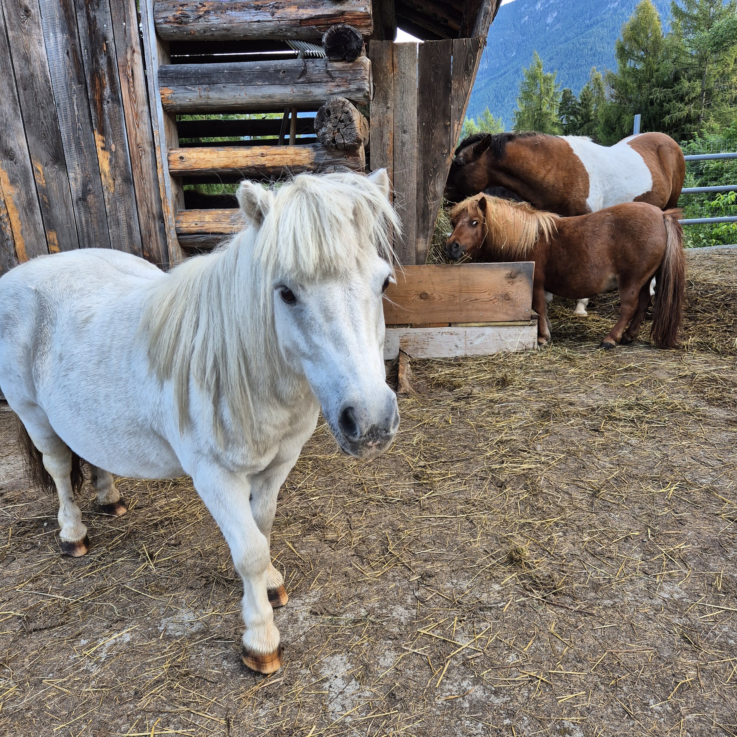 Wer ist dein Lieblingstier am Ierzerhof?